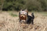 YORKSHIRE TERRIER 235